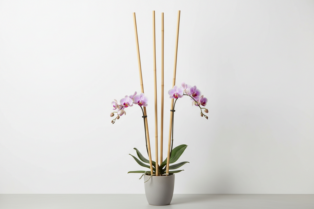 Holzstäbe von 50 cm und 10 mm Durchmesser